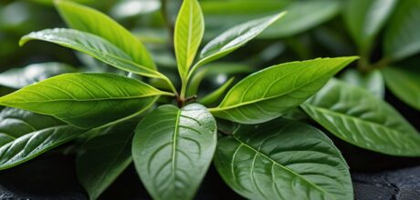 Benifuuki: O Cultivar Rico em Catequinas que Você Precisa Conhecer